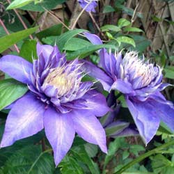 Clematite 'Multi Blue'